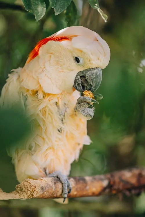 How to Feed a Cockatoo: Nutritional Needs and Diet Tips