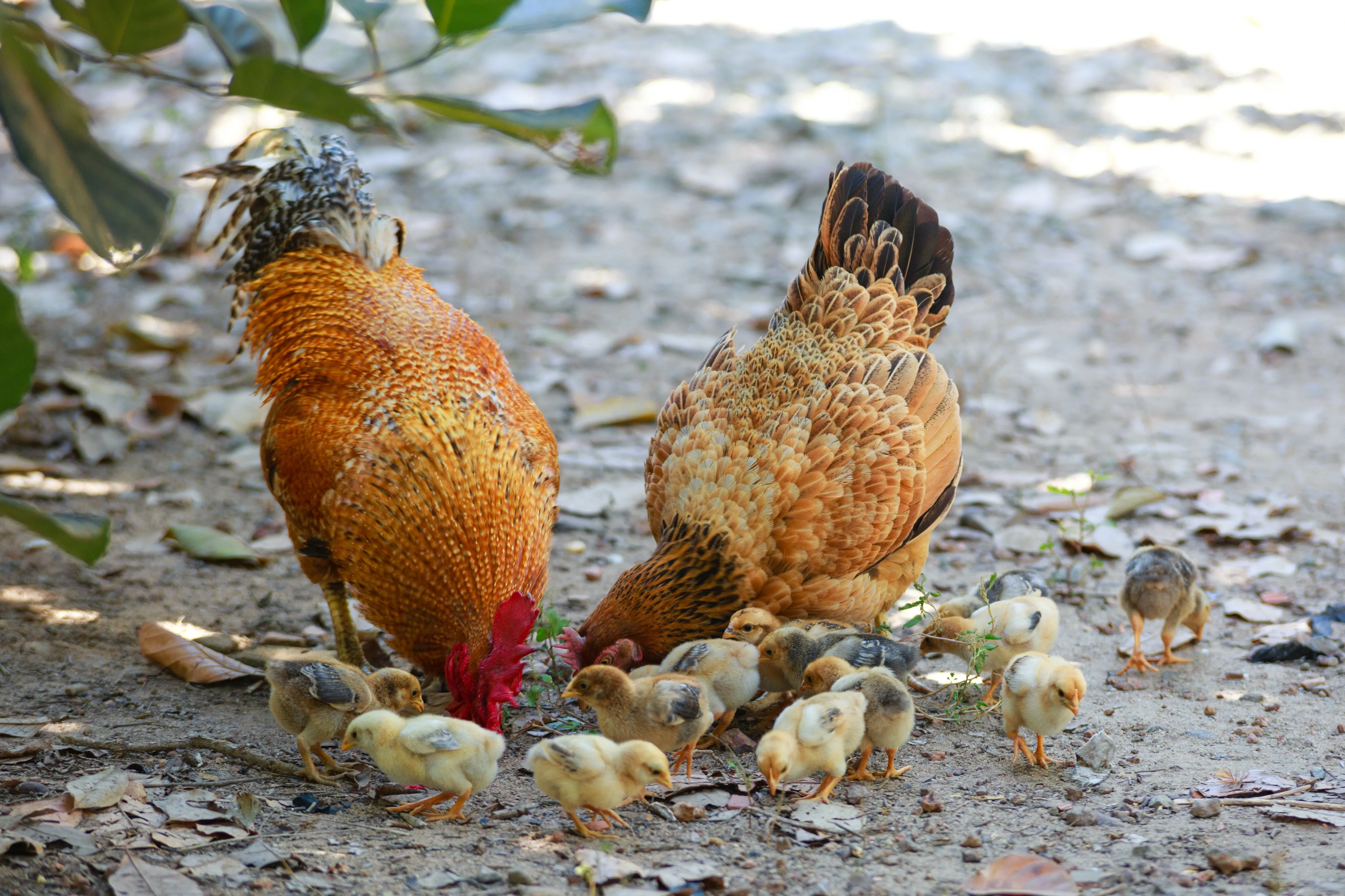 how long do chickens live