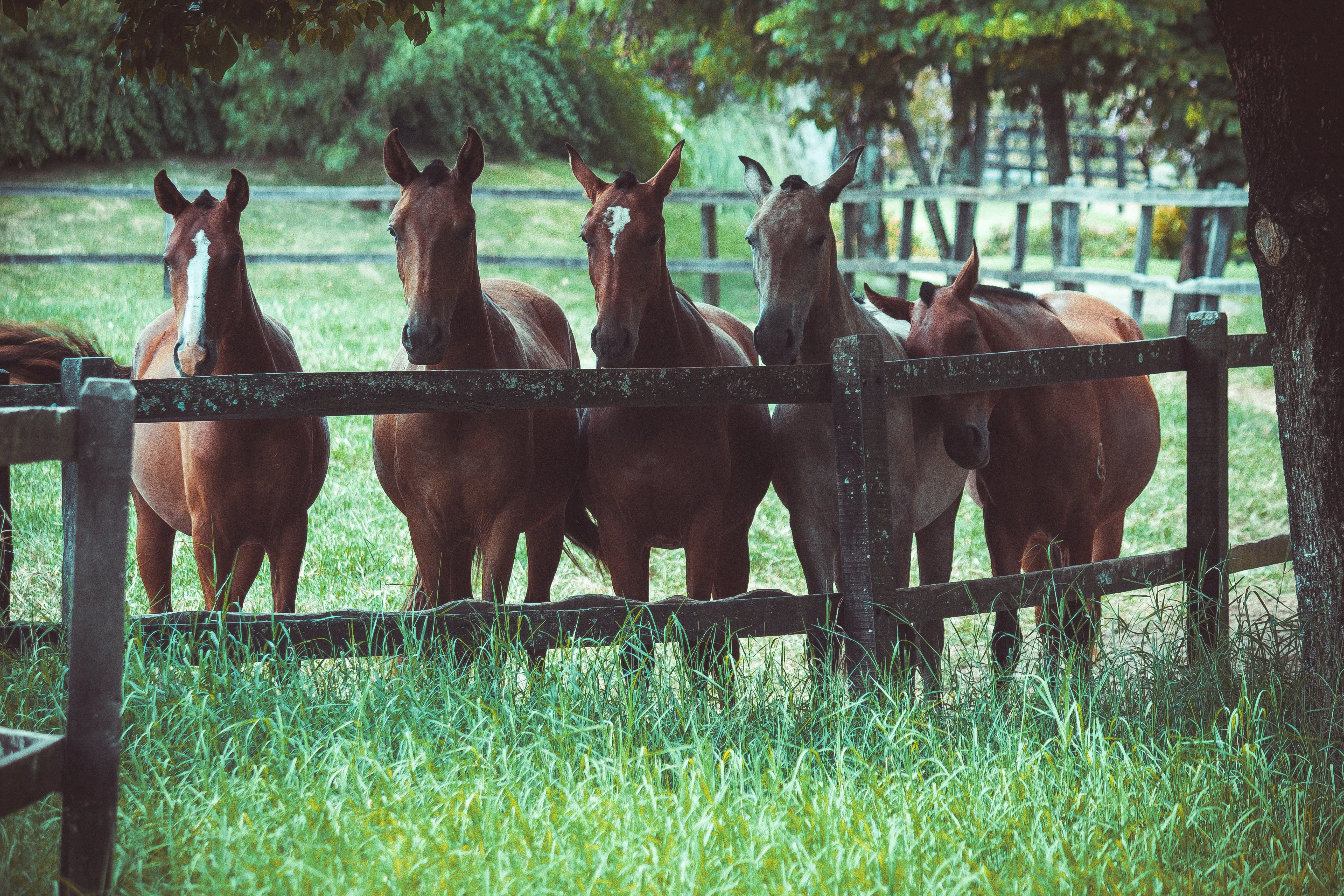 how long do horses live