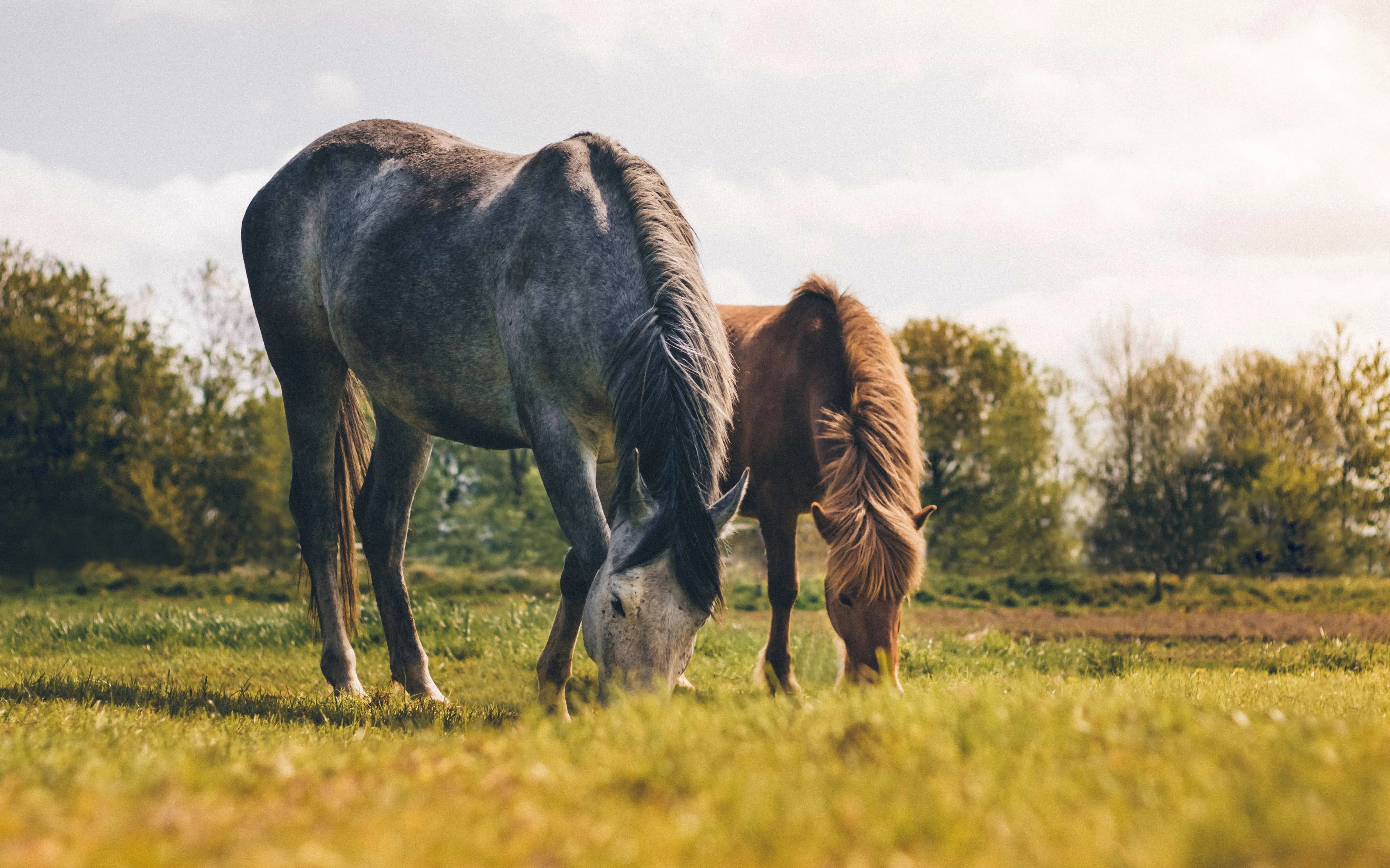 how long do horses live