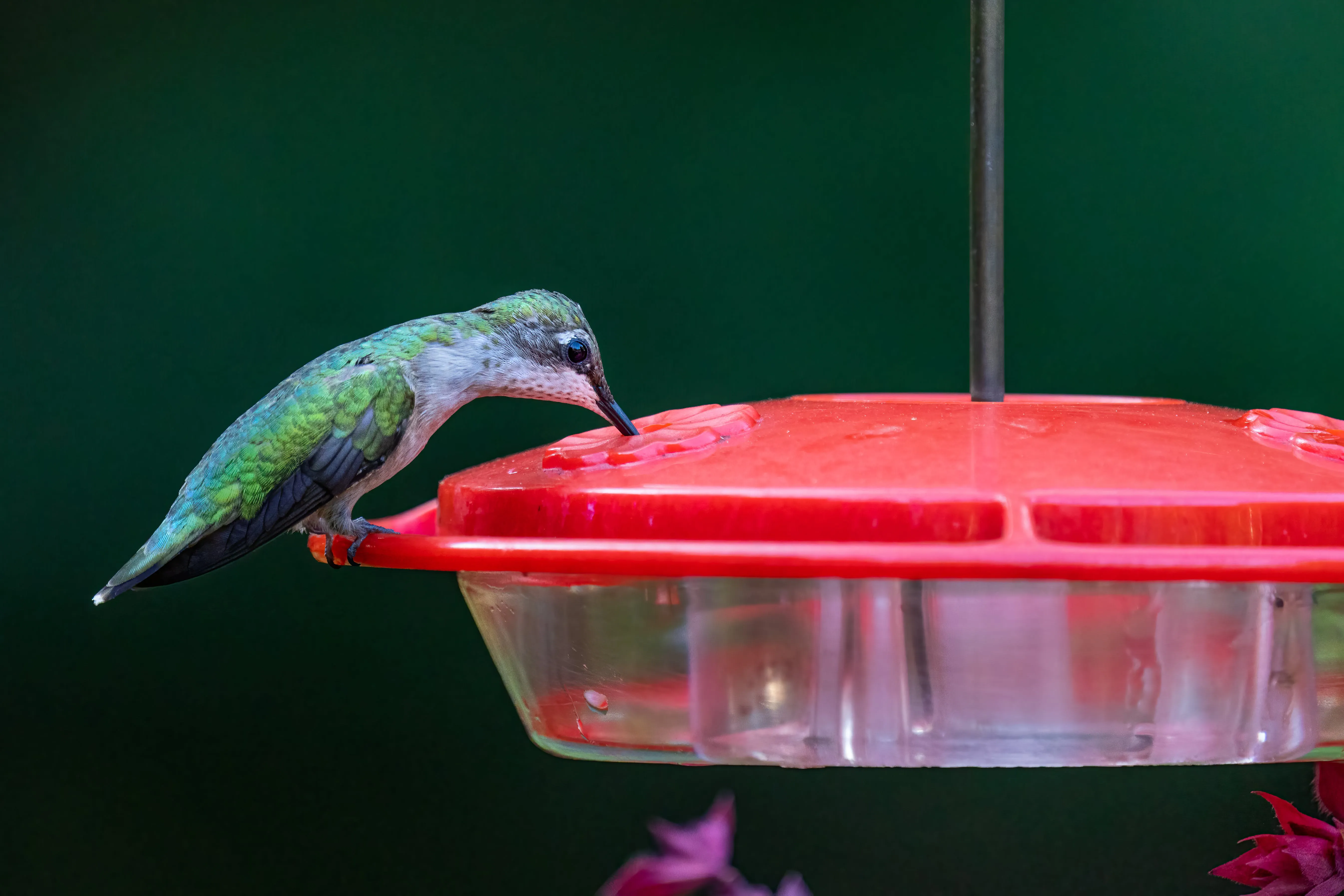 how to make hummingbird food