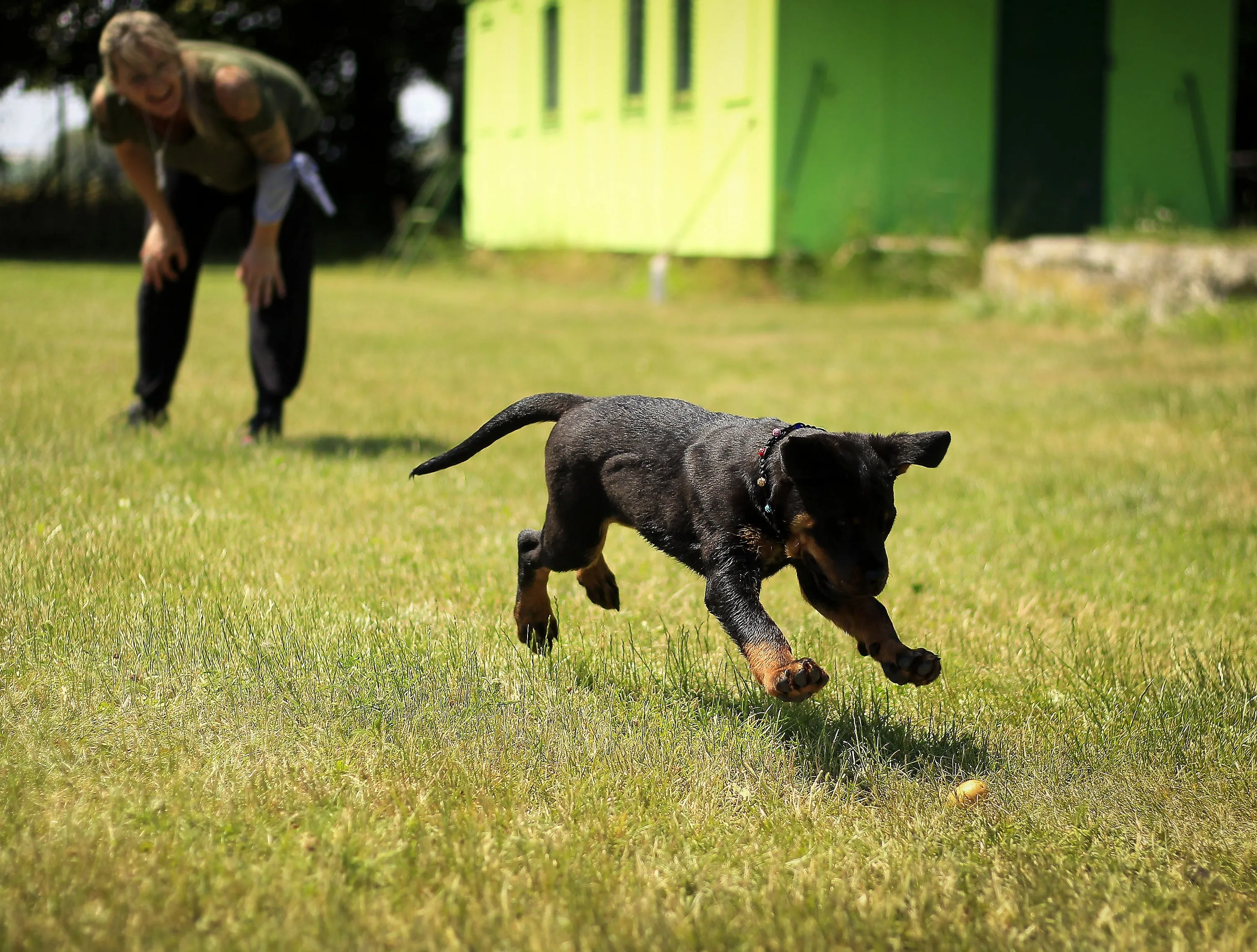 how to potty train a puppy